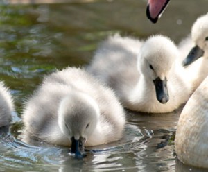 Abbotsbury Swannery